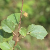 <i>Triumfetta glabra</i>  Spreng.